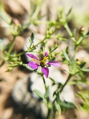 Fagonia laevis