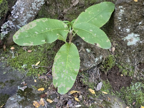 Acrisione denticulata, photograph 5