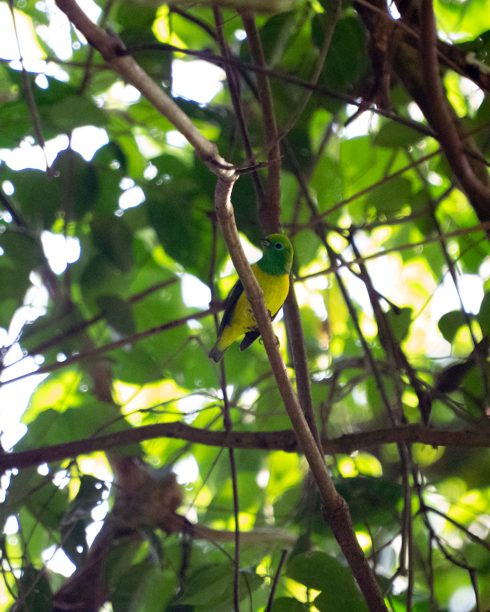 Blue-naped Chlorophonia (Chlorophonia cyanea), photo 5