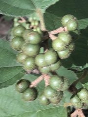 Grewia latifolia