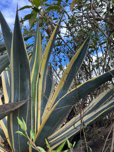 American century plant