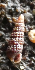 Cerithiopsis stejnegeri