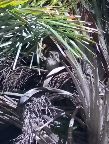 Tropical Screech-Owl
