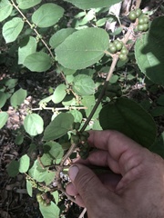 Grewia latifolia