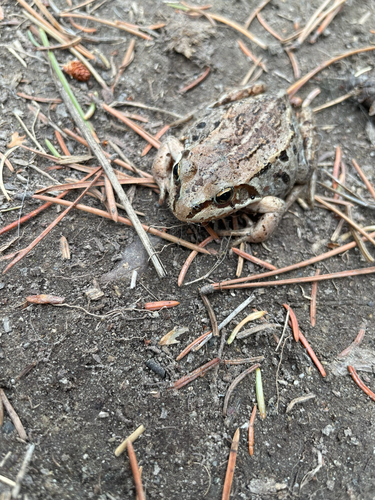 Wood Frog observed by spoder