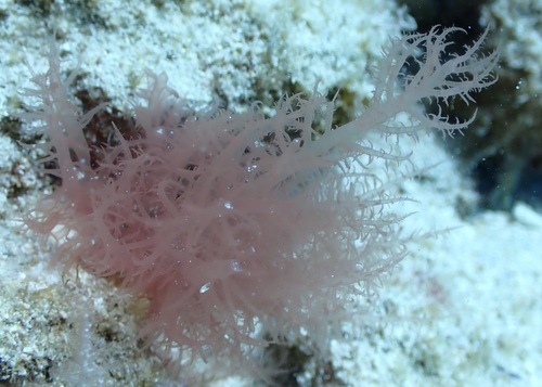 Acrosymphyton taylorii