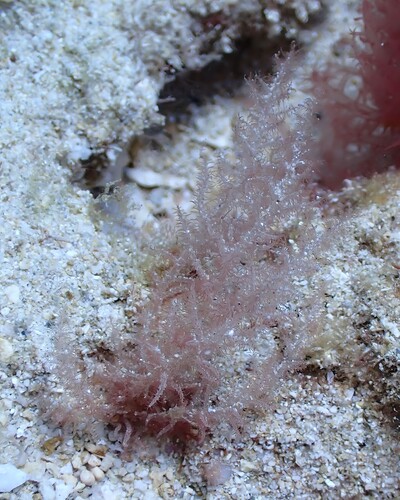 Naccaria