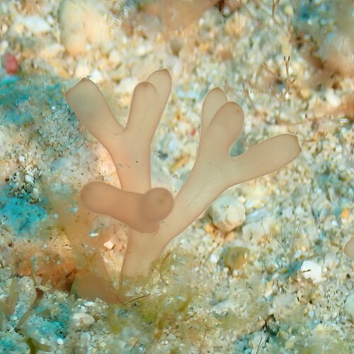 Scinaia furcata