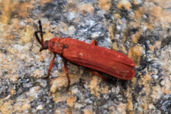 Dictyoptera simplicipes