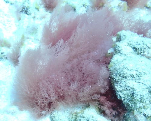 Acrosymphyton taylorii