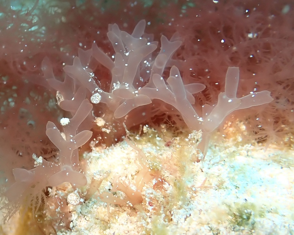 Scinaia furcata