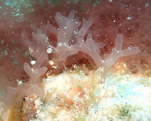 Scinaia furcata