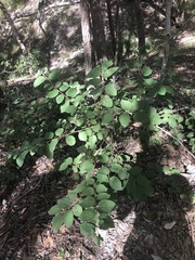 Grewia latifolia
