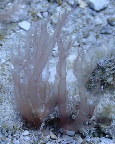 Acrosymphyton taylorii