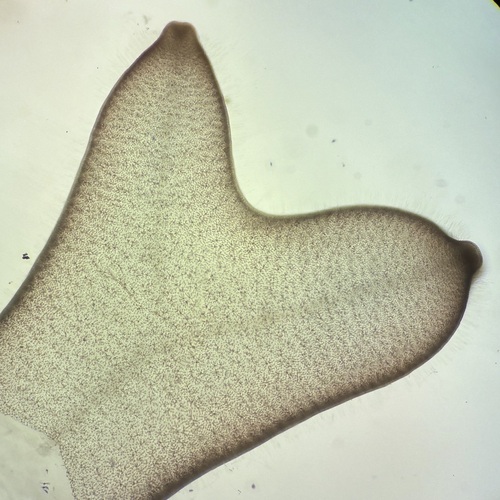 Scinaia furcata