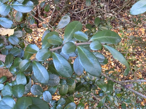 Azara microphylla, photograph 6