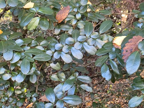 Boxleaf azara (Azara microphylla)