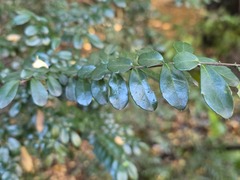 Azara microphylla, photograph (c) Cesar Ormazabal, some rights reserved (CC BY)