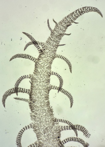 Acrosymphyton taylorii