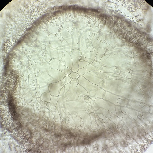 Acrosymphyton taylorii