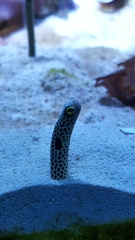 Heteroconger