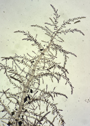 Naccaria hawaiiana