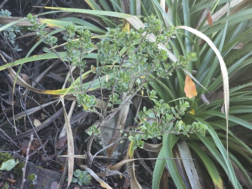 Baccharis rhomboidalis, photograph 1