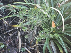 Baccharis rhomboidalis, photograph (c) Cesar Ormazabal, some rights reserved (CC BY)