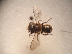 Osmia caerulescens