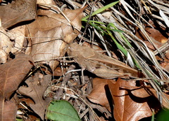 Pardalophora phoenicoptera