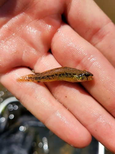 Carolina darter (Etheostoma collis) — Percidae — 3