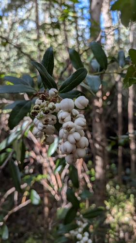 Gaultheria appressa observed 2026-04-27