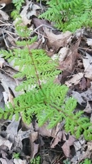 Cystopteris bulbifera