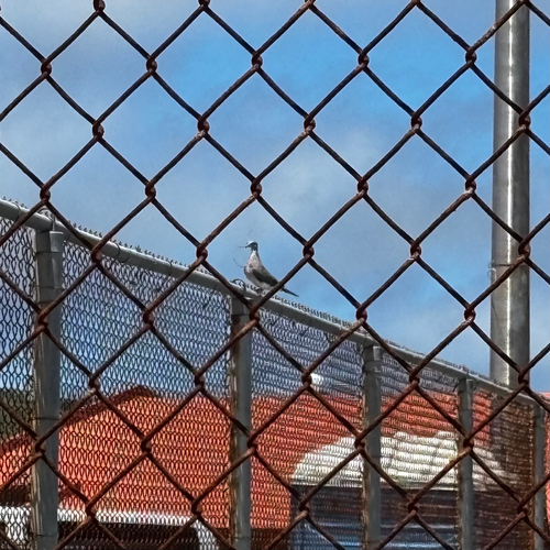 Philippine Collared Dove (Streptopelia dusumieri), photo 8