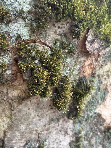 Glyphomitrium humillimum observed 2026-05-12