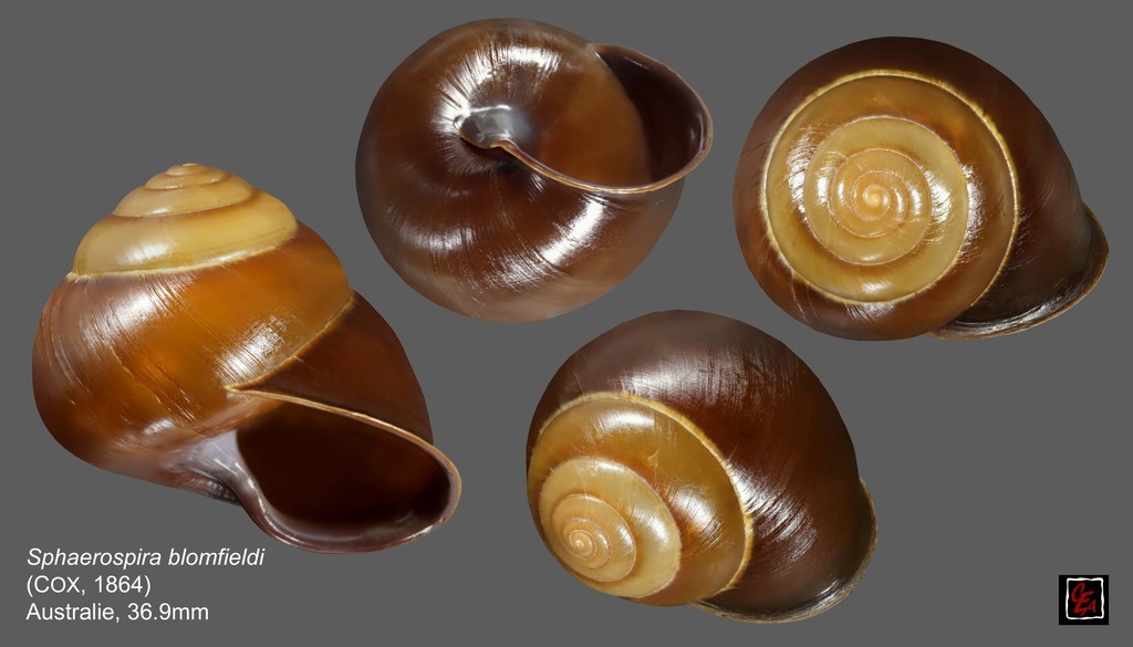 Blomfield's Dark Snail