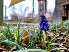Muscari