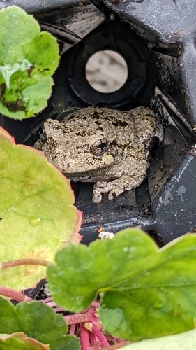 Gray Treefrog observed by paigeme