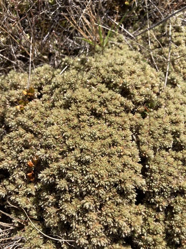 Pimelea sericeovillosa observed 2026-05-14