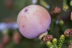 Walshomyia juniperina