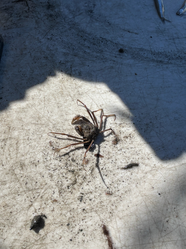 Pyromaia tuberculata observed 2026-04-16