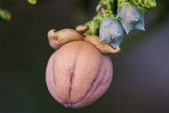 Walshomyia juniperina