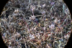 Trifolium depauperatum, photograph (c) Rostyslav Yurechko, some rights reserved (CC BY)