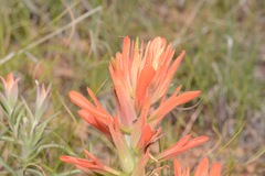 Castilleja integra