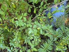 Escallonia alpina, photograph (c) Cesar Ormazabal, some rights reserved (CC BY)