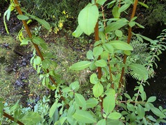 Escallonia alpina, photograph (c) Cesar Ormazabal, some rights reserved (CC BY)