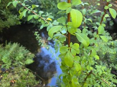 Escallonia alpina