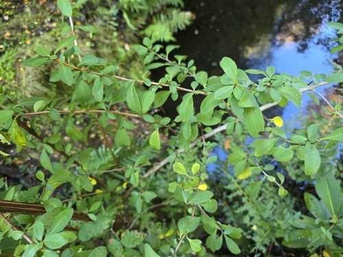 Escallonia alpina, photograph 3