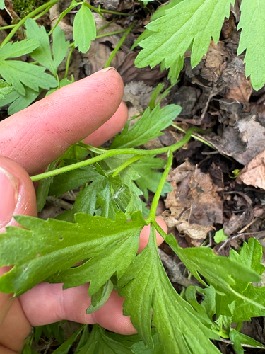 Cardamine maxima, photograph 6
