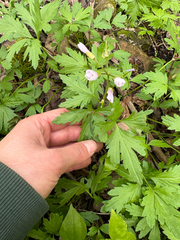 Cardamine maxima, photograph author not stated, no rights reserved